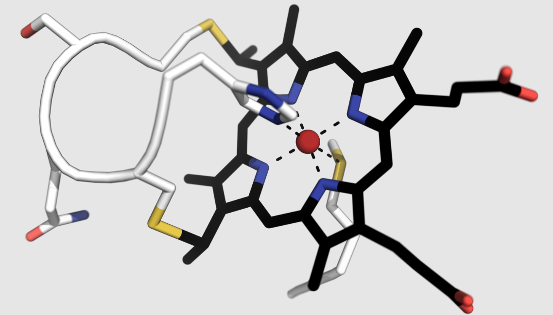 Cytochrome