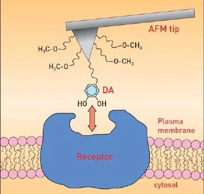 D1 Receptors