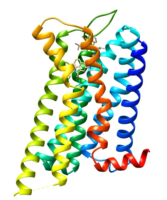 D2 Receptors