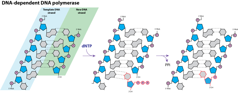 DNA Dependent DNA Polymerase