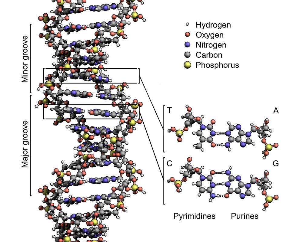 DNA Structure