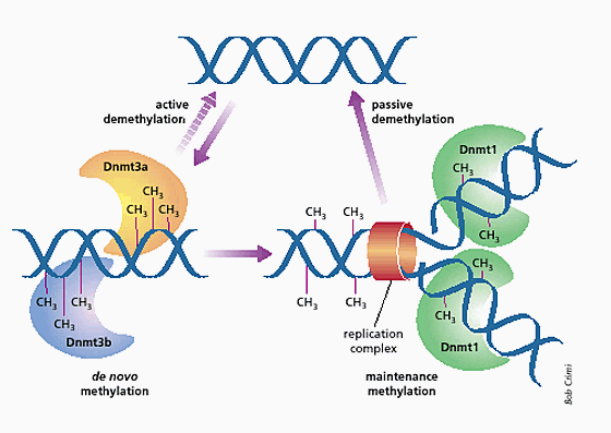 De Novo Methylation