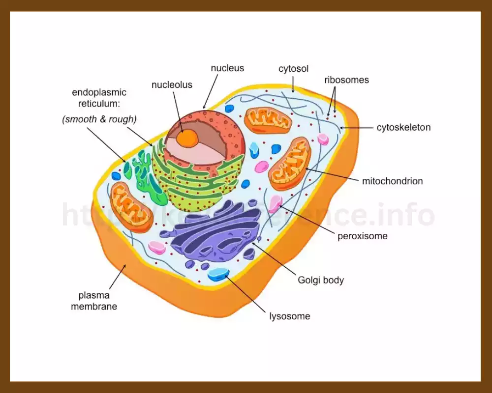 Eukaryotic Cells