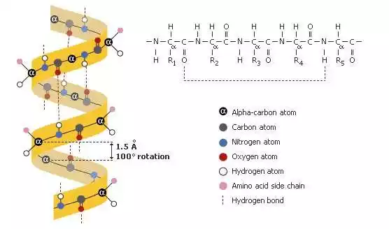 Hydrogen Bond