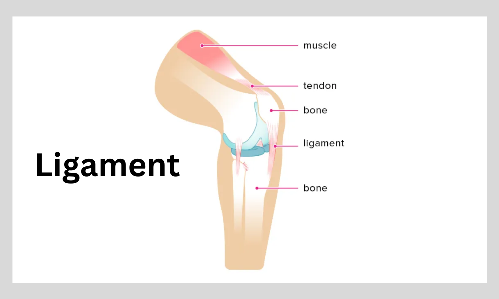 Ligament