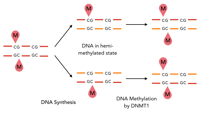 Maintenance Methylation