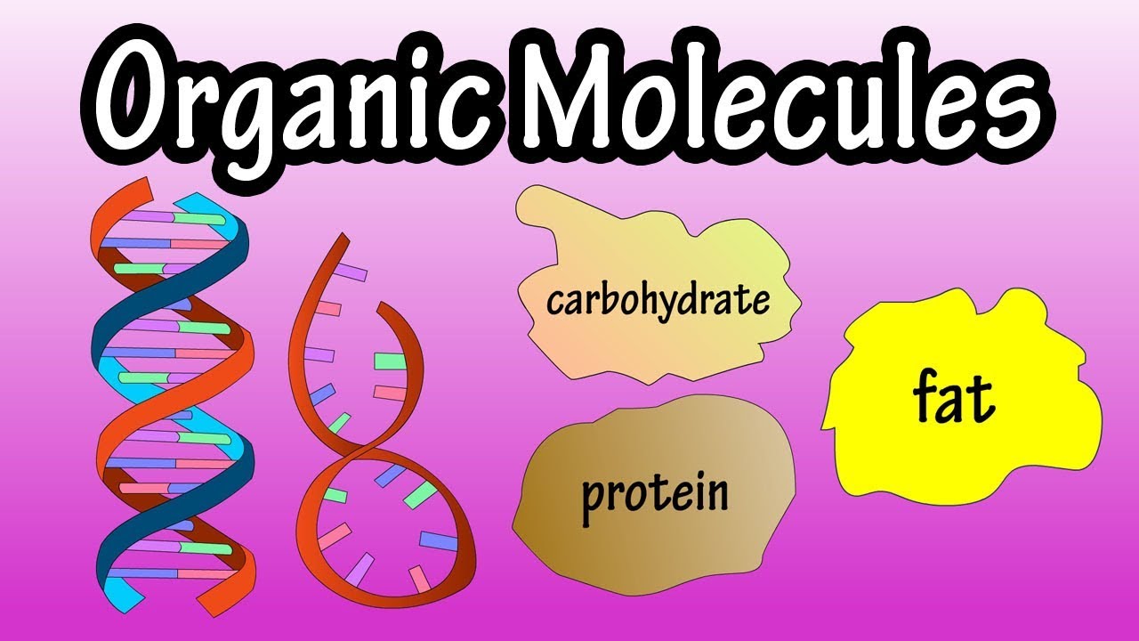 Organic Molecules