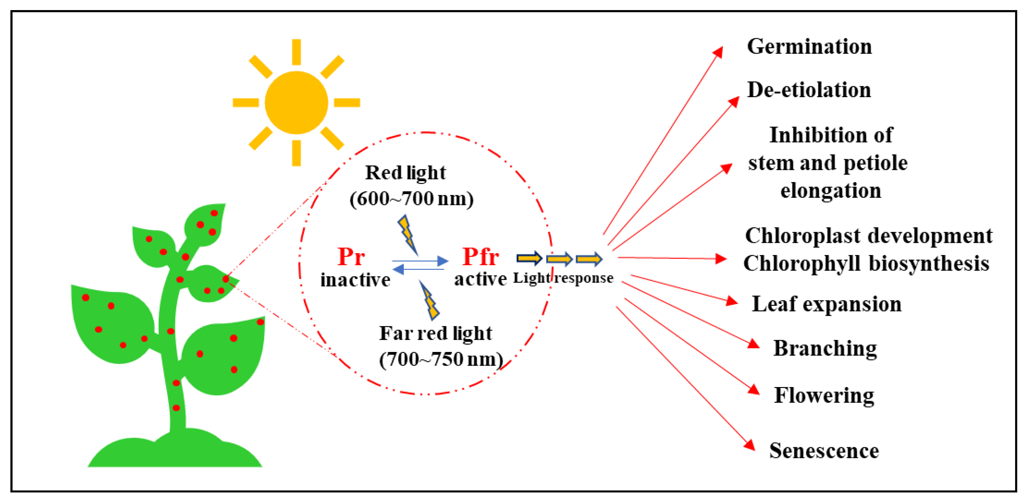 Phytochrome