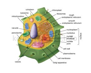 Plant Cells