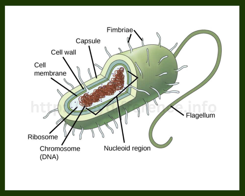 Prokaryotic Cells