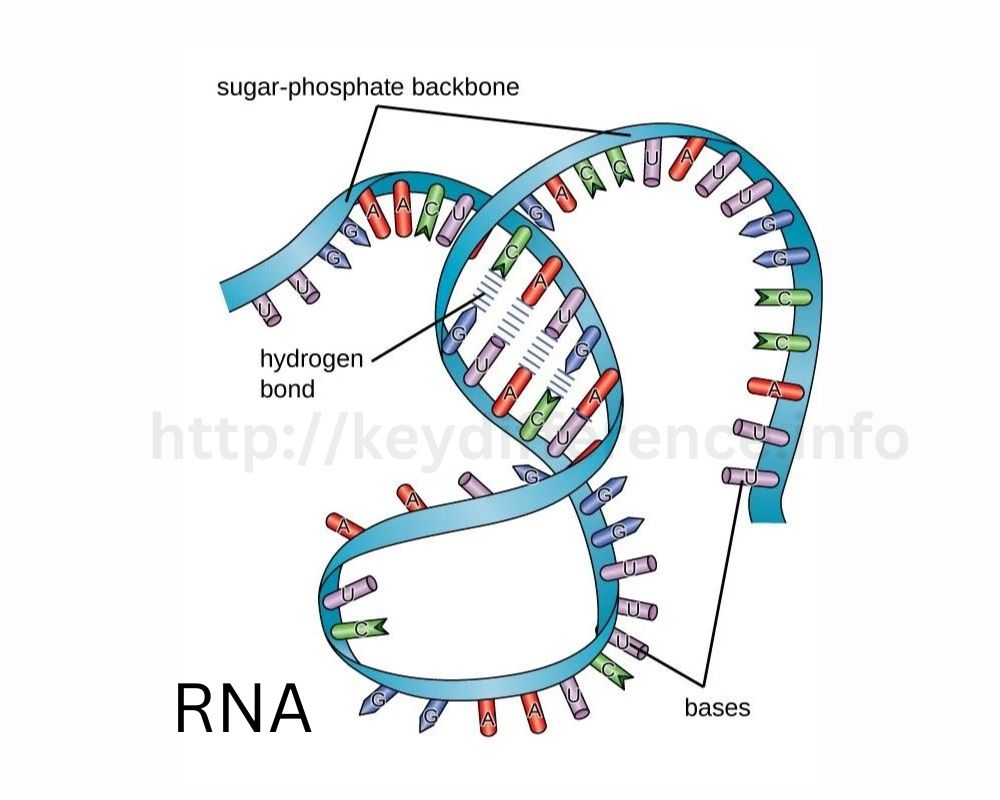 RNA Structure