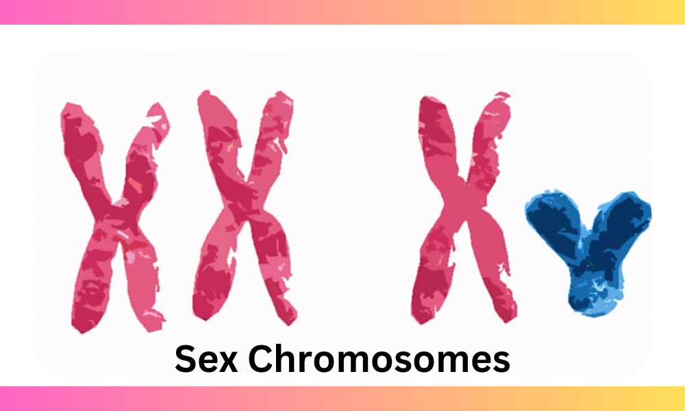 Sex Chromosomes