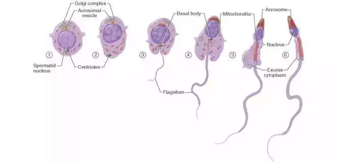 Spermiogenesis