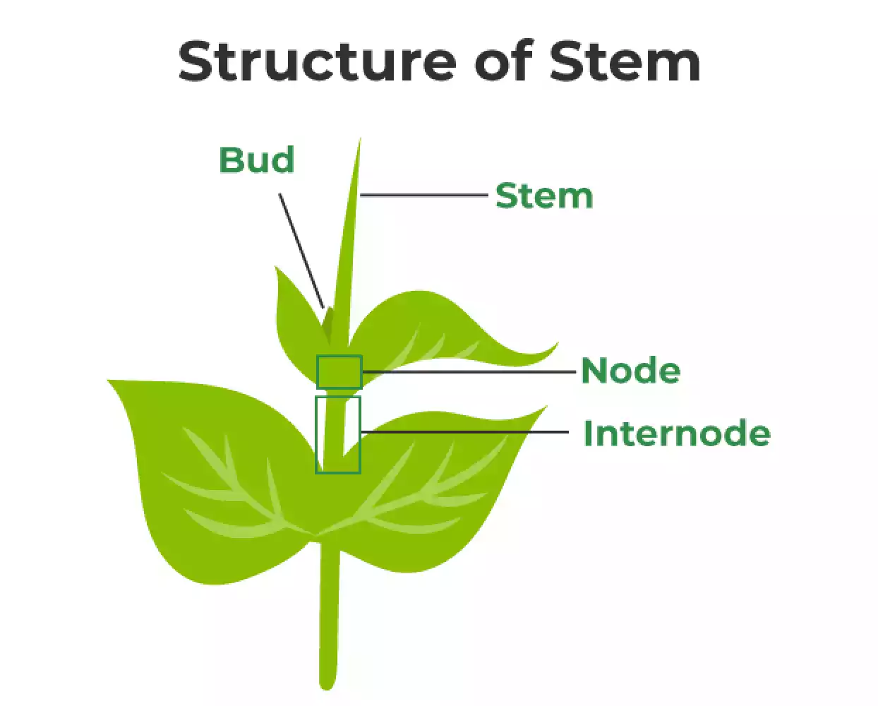 Stem