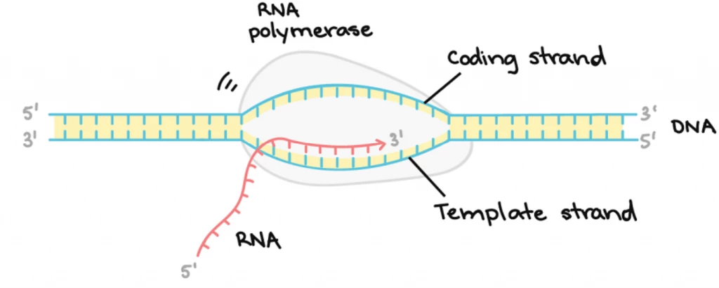 Transcription