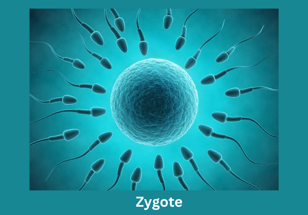 zygote